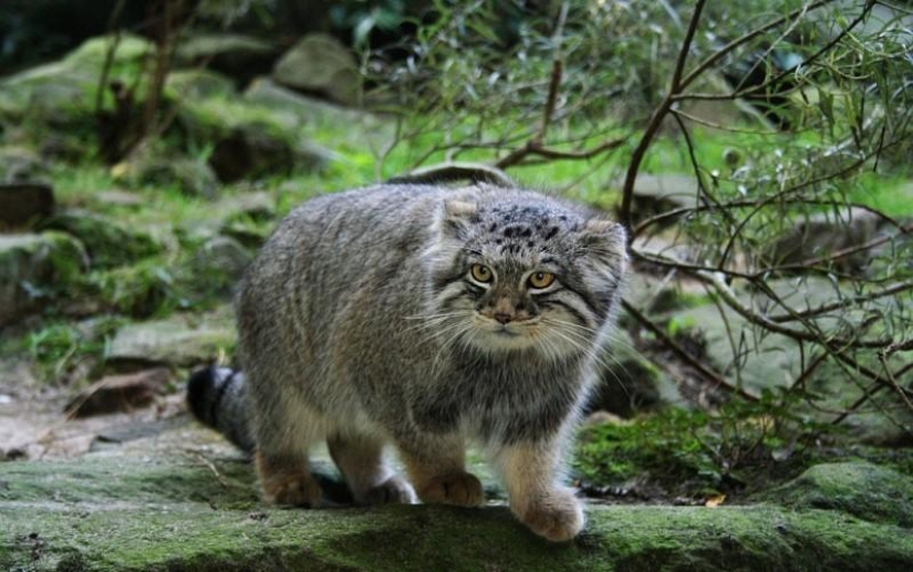 8 facts about manuls that will change your idea of these cats 8 facts about manuls that will change your idea of these cats