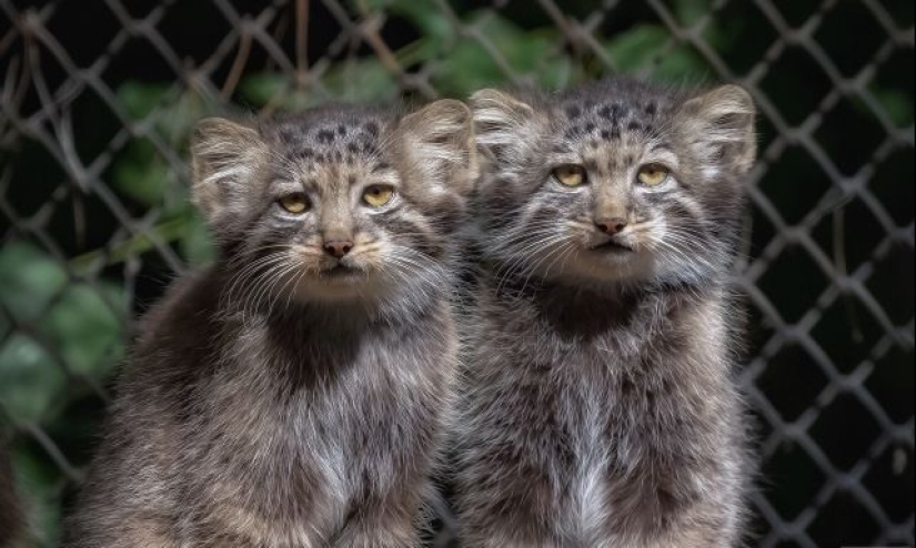 8 facts about manuls that will change your idea of these cats 8 facts about manuls that will change your idea of these cats