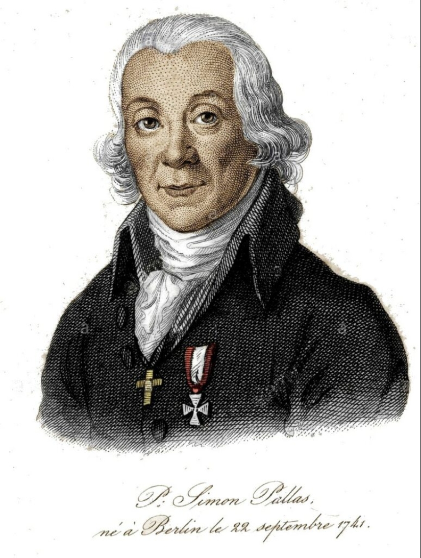 8 facts about manuls that will change your idea of these cats 8 facts about manuls that will change your idea of these cats