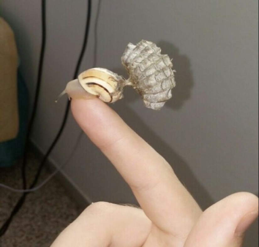 8 fotografías inquietantes que podrían obtener inmediatamente una respuesta tuya de "Gracias, lo odio"