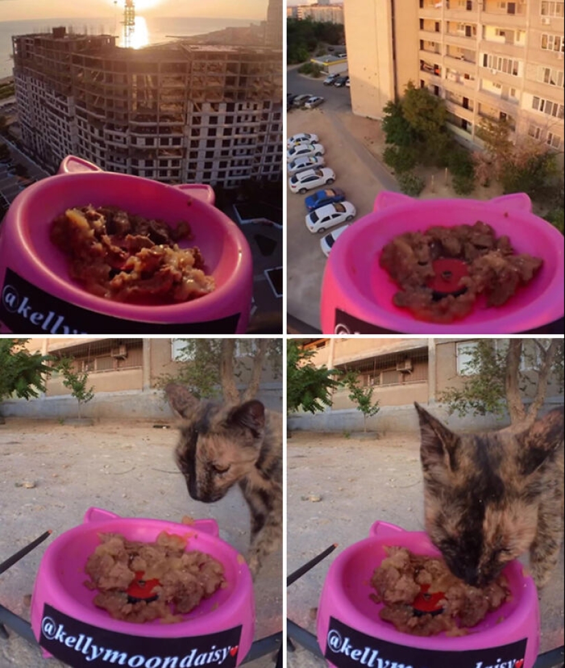 8 Times This Guy Used A Drone And Remote Control Car To Find And Feed Stray Cats 8 Times This Guy Used A Drone And Remote Control Car To Find And Feed Stray Cats