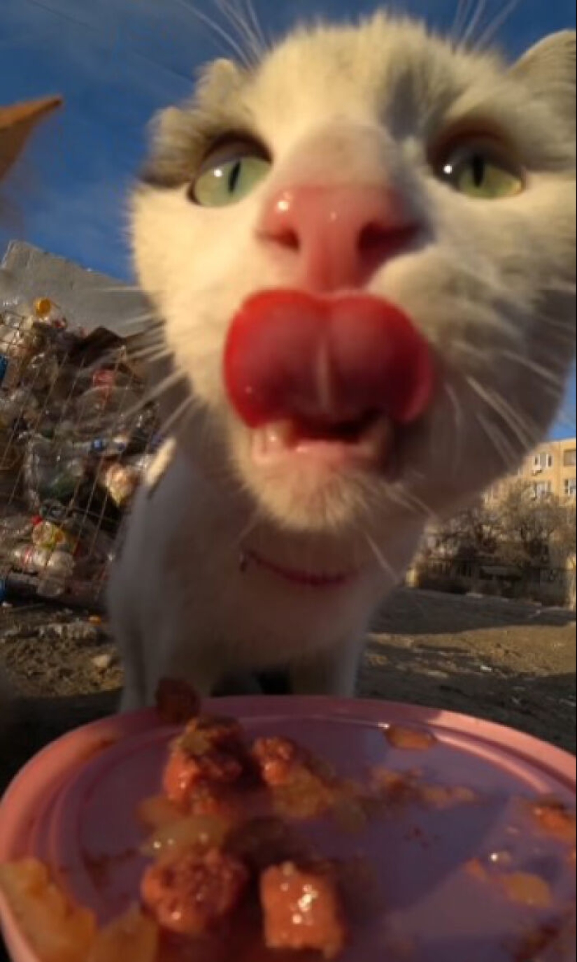 8 Times This Guy Used A Drone And Remote Control Car To Find And Feed Stray Cats 8 Times This Guy Used A Drone And Remote Control Car To Find And Feed Stray Cats