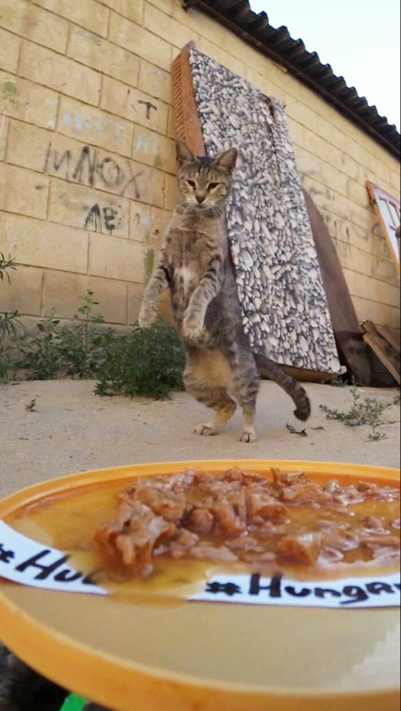 8 Times This Guy Used A Drone And Remote Control Car To Find And Feed Stray Cats 8 Times This Guy Used A Drone And Remote Control Car To Find And Feed Stray Cats