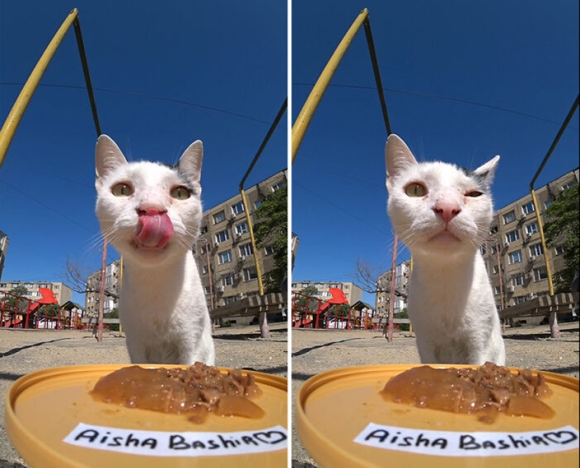 8 Times This Guy Used A Drone And Remote Control Car To Find And Feed Stray Cats 8 Times This Guy Used A Drone And Remote Control Car To Find And Feed Stray Cats