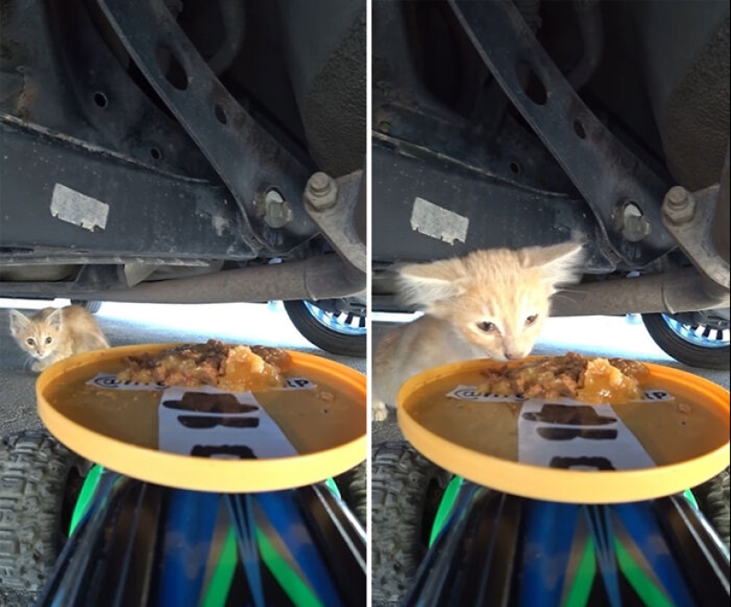 8 Times This Guy Used A Drone And Remote Control Car To Find And Feed Stray Cats 8 Times This Guy Used A Drone And Remote Control Car To Find And Feed Stray Cats