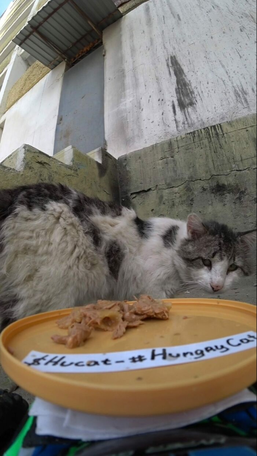 8 Times This Guy Used A Drone And Remote Control Car To Find And Feed Stray Cats 8 Times This Guy Used A Drone And Remote Control Car To Find And Feed Stray Cats