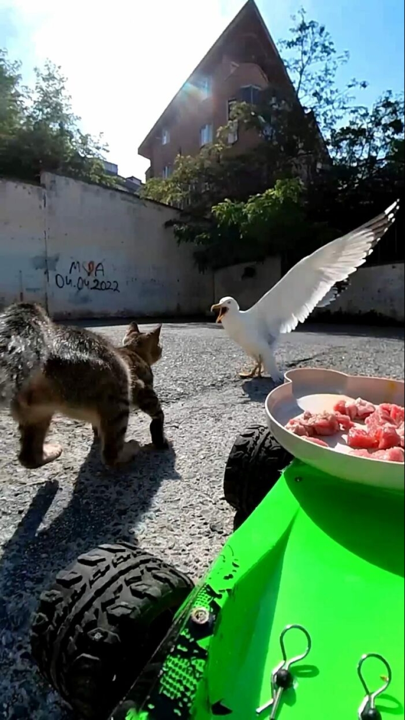 8 Times This Guy Used A Drone And Remote Control Car To Find And Feed Stray Cats 8 Times This Guy Used A Drone And Remote Control Car To Find And Feed Stray Cats