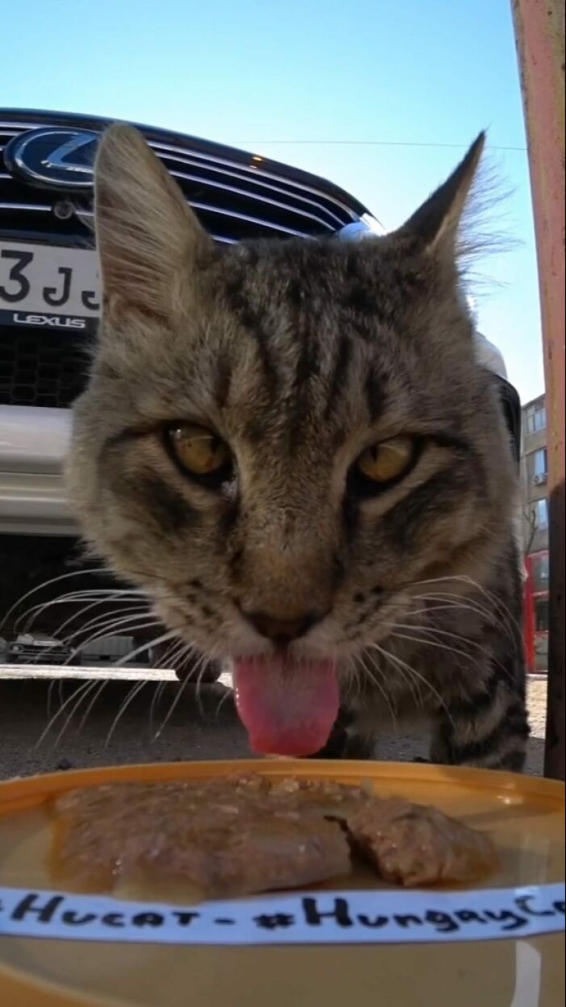 8 Times This Guy Used A Drone And Remote Control Car To Find And Feed Stray Cats 8 Times This Guy Used A Drone And Remote Control Car To Find And Feed Stray Cats