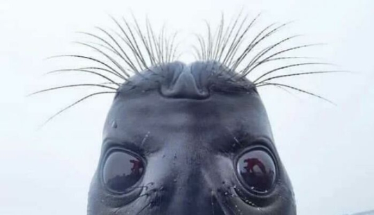 8 Unsettling Pics That Might Immediately Get A “Thanks, I Hate It” Response From You