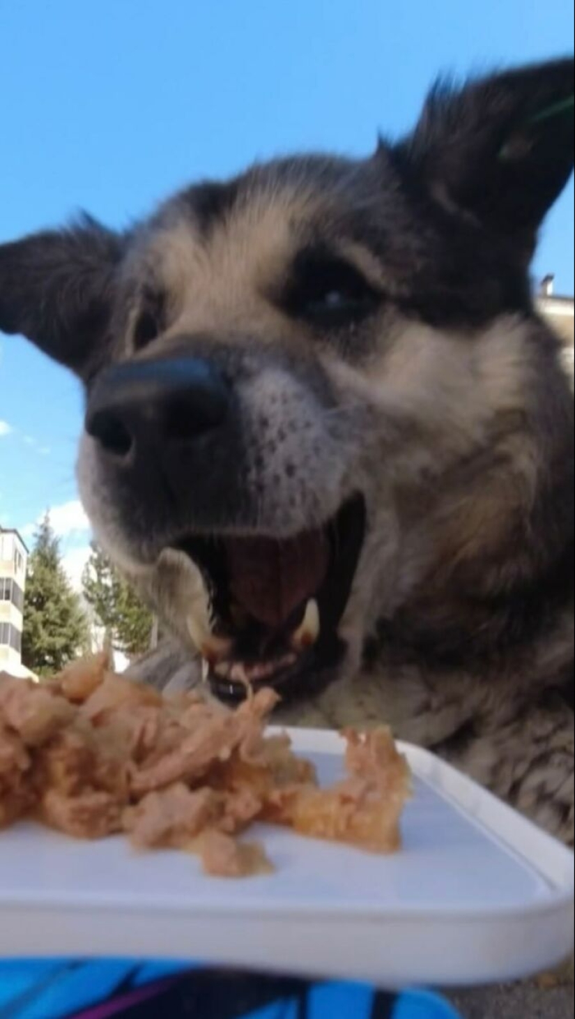 8 veces este tipo usó un dron y un auto a control remoto para encontrar y alimentar gatos callejeros 8 veces este tipo usó un dron y un auto a control remoto para encontrar y alimentar gatos callejeros