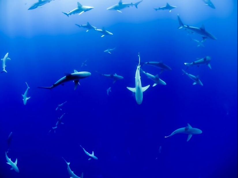 911 Calls During Which Dispatchers Could Barely Stop Themselves From Laughing