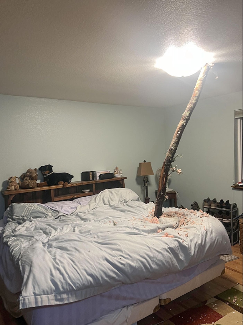 “A Cow On A Roof”: 10 Wild Pics Of Mother Nature Doing Things On Its Own Terms