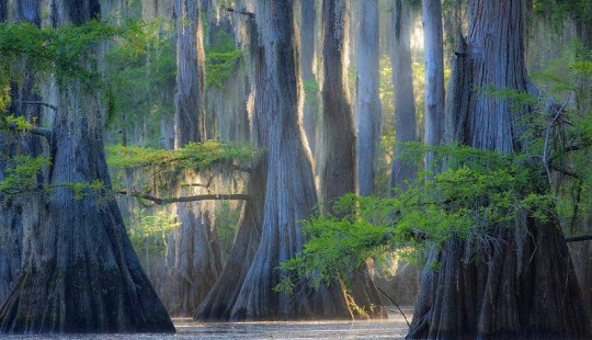 Amazing cypresses of Lake Caddo