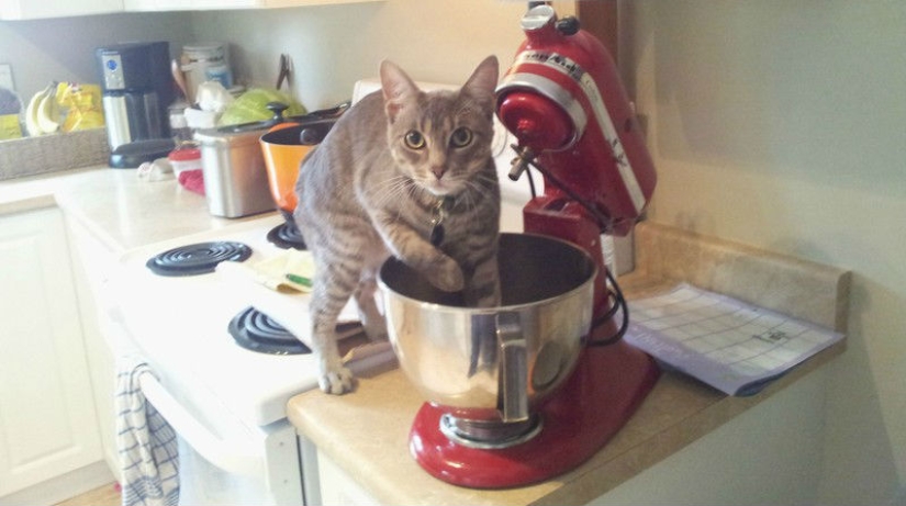 Animals caught in the crime and claimed that this is not what it seems