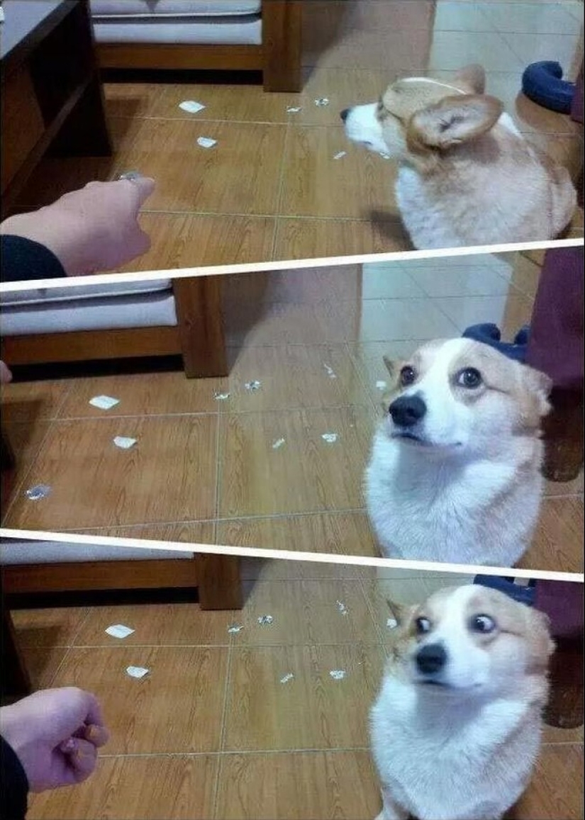 Animals caught in the crime and claimed that this is not what it seems