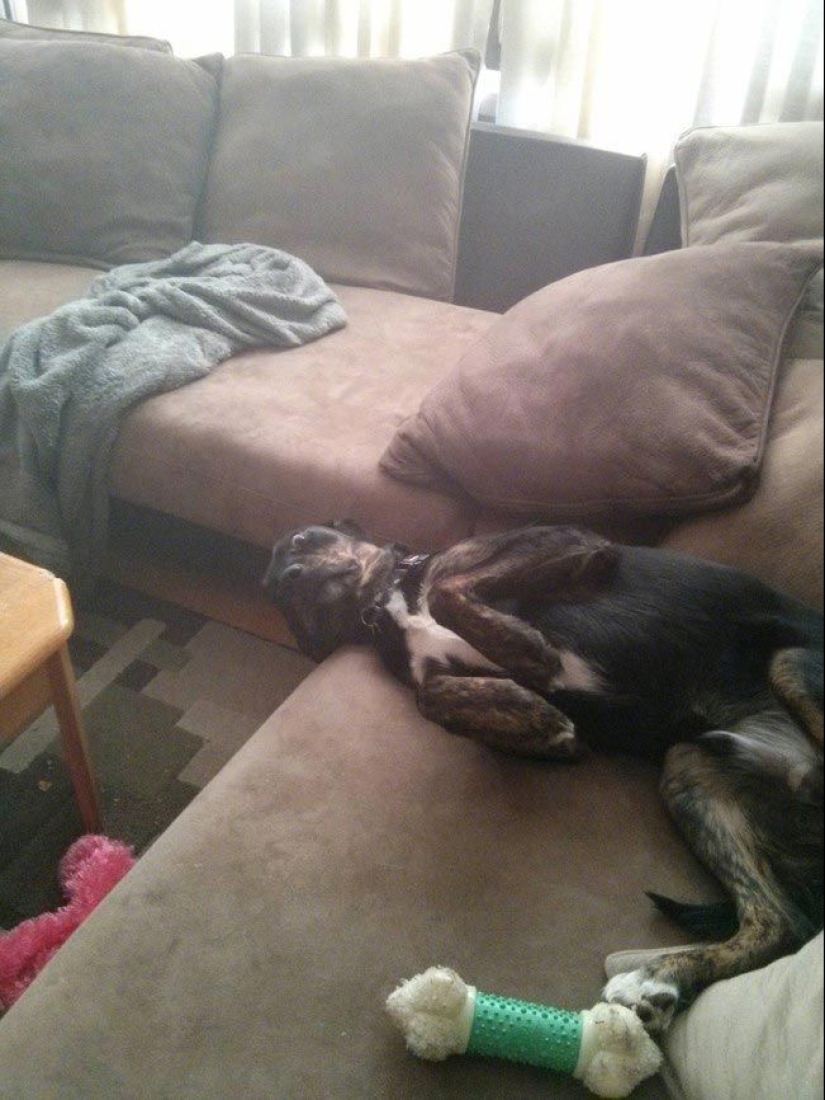 Animals caught in the crime and claimed that this is not what it seems