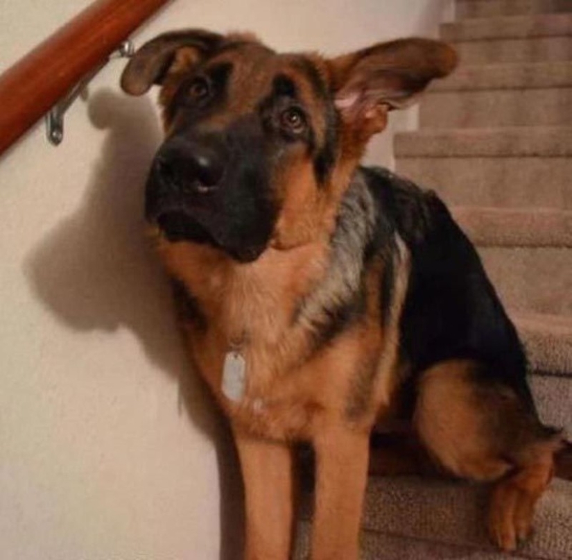 Animals caught in the crime and claimed that this is not what it seems