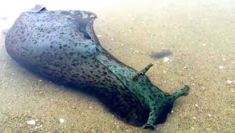 Aplysia vaccaria, la más grande de las babosas en el mundo Aplysia vaccaria, la más grande de las babosas en el mundo