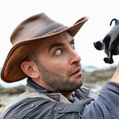 Aplysia vaccaria, the largest slug in the world