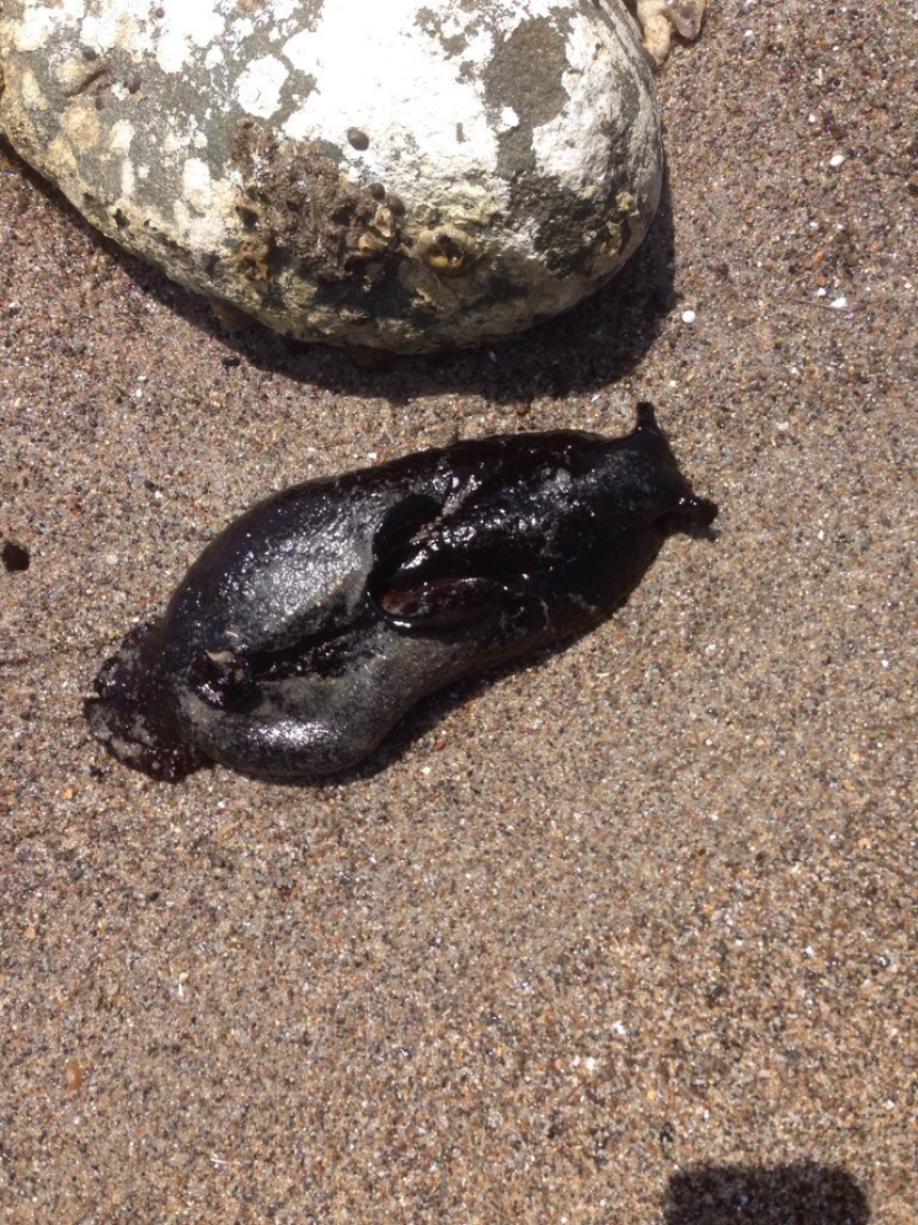 Aplysia vaccaria, the largest slug in the world