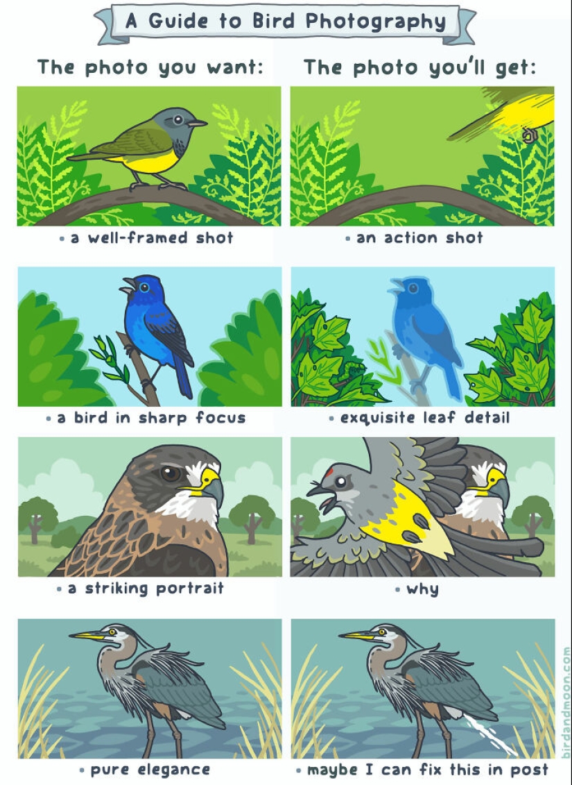 Artist Creates Comics Depicting Humorous Moments In Nature Artist Creates Comics Depicting Humorous Moments In Nature