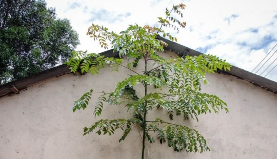 Artista francés pinta las paredes para convertirlas en obras de arte