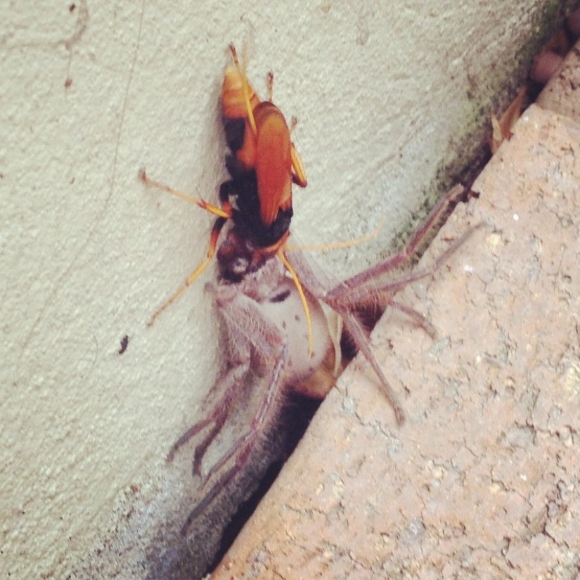 Australia is a deadly continent