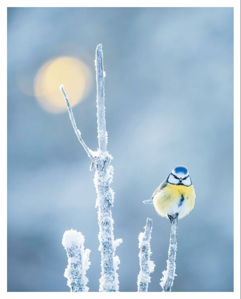 Aves de Finlandia: 20 imágenes impresionantes del fotógrafo Tom Nickels