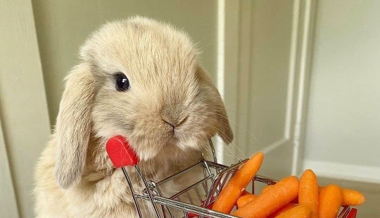 Baby-carrots or How to make money from waste