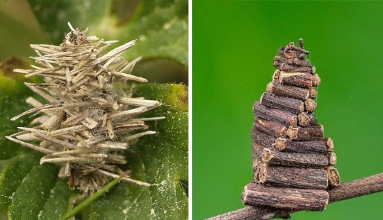 Bagworm caterpillar: a small miracle in a case