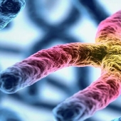 Beauty inside: a microbiologist from Ufa shows on Instagram the viruses and bacteria that live in us