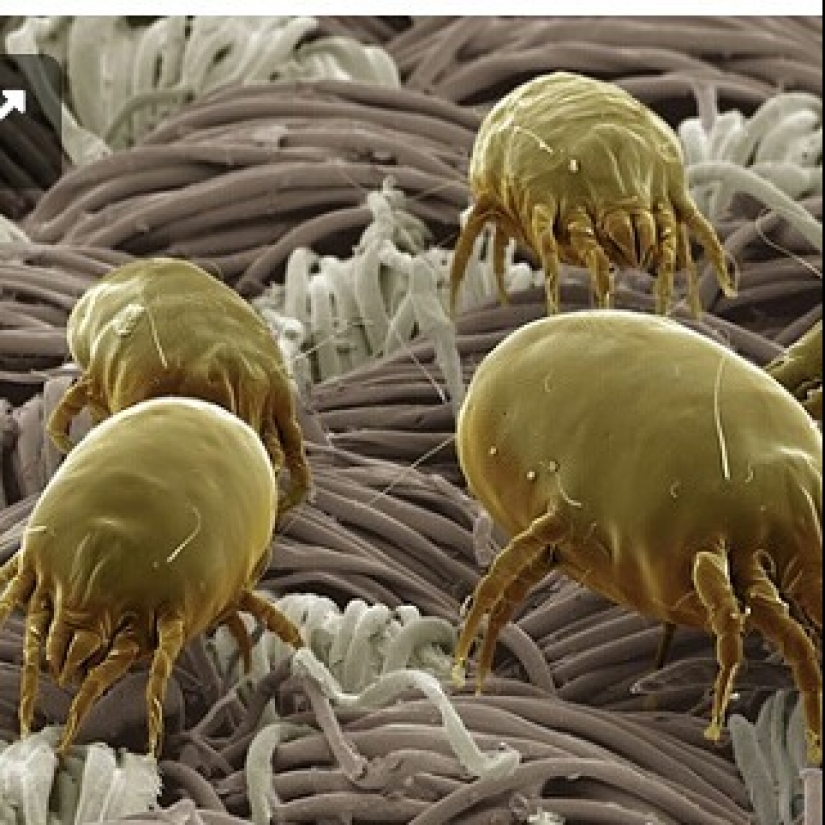 Belleza interior: un microbiólogo de Ufa muestra en Instagram los virus y bacterias que viven en nosotros Belleza interior: un microbiólogo de Ufa muestra en Instagram los virus y bacterias que viven en nosotros