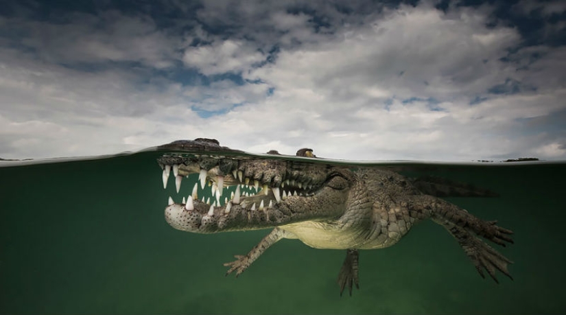 Between two worlds — these semi-underwater photos show what awaits you behind the screen of the water surface