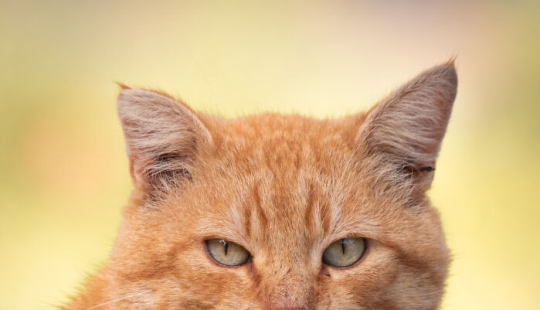 Capturé 15 retratos de gatos que muestran las vidas ocultas de los felinos en mi vecindario