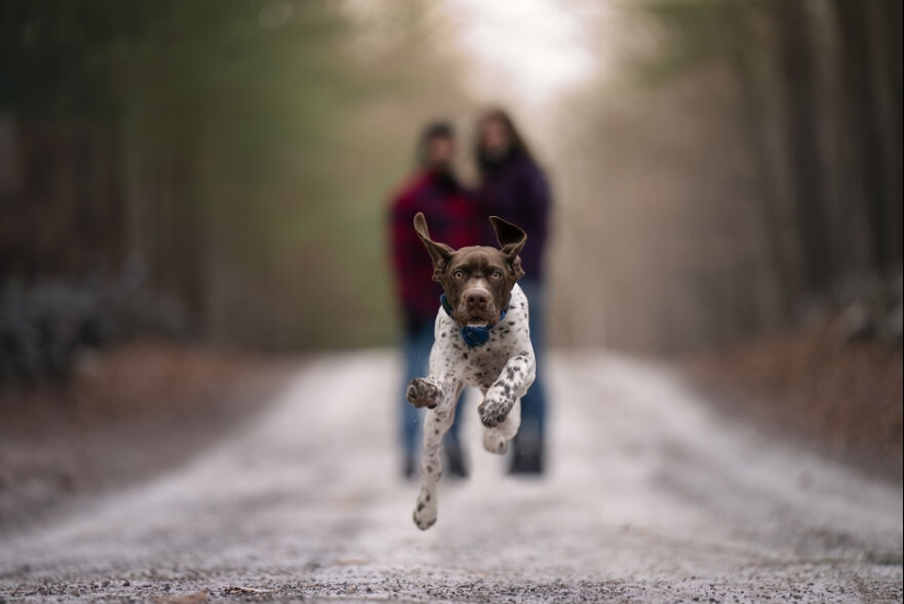 Capturé perros huyendo y los resultados son las caras de alegría más adorables Capturé perros huyendo y los resultados son las caras de alegría más adorables
