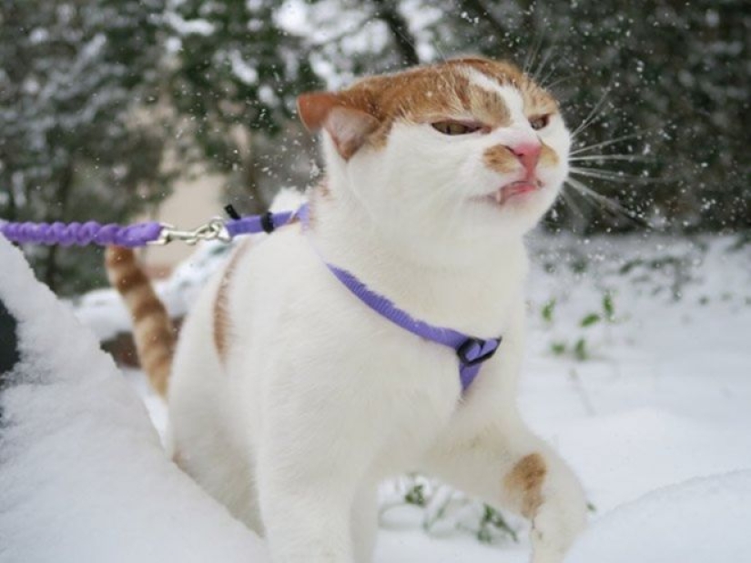 Cats' reaction to the first snow: 25 photos that will cheer you up Cats' reaction to the first snow: 25 photos that will cheer you up