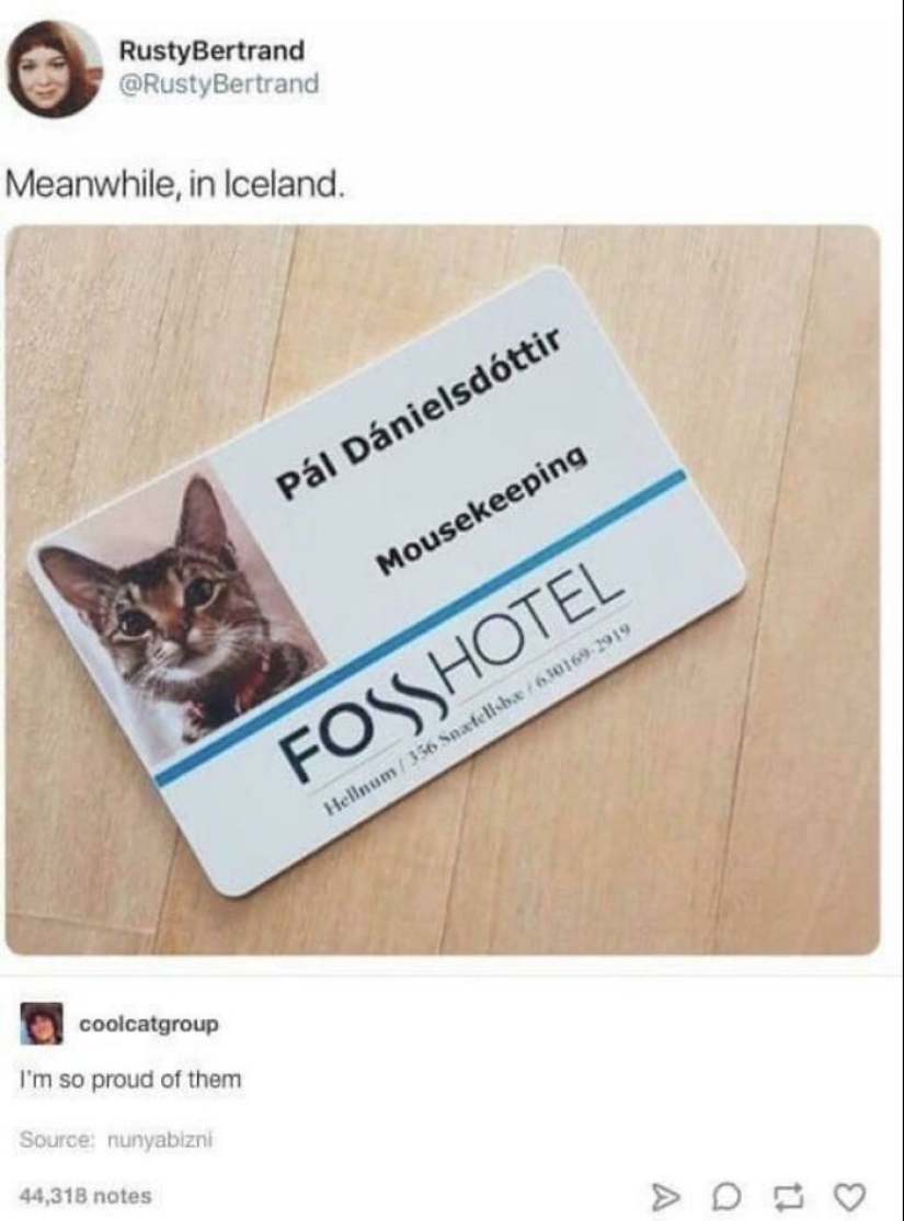 “Cats With Jobs”: 10 Hardworking Cats Who Deserve A Day Off “Cats With Jobs”: 10 Hardworking Cats Who Deserve A Day Off