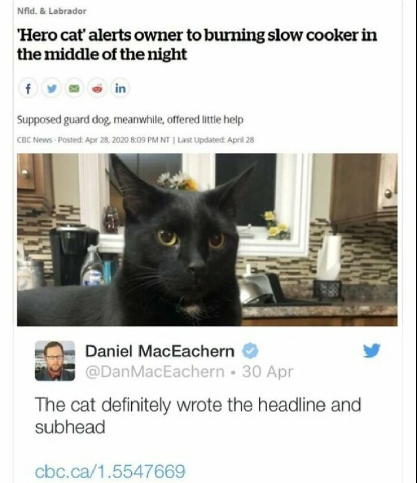 “Cats With Jobs”: 10 Hardworking Cats Who Deserve A Day Off “Cats With Jobs”: 10 Hardworking Cats Who Deserve A Day Off