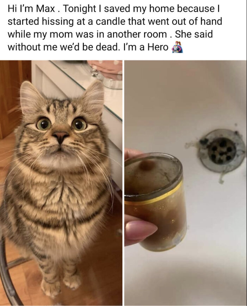 “Cats With Jobs”: 10 Hardworking Cats Who Deserve A Day Off “Cats With Jobs”: 10 Hardworking Cats Who Deserve A Day Off