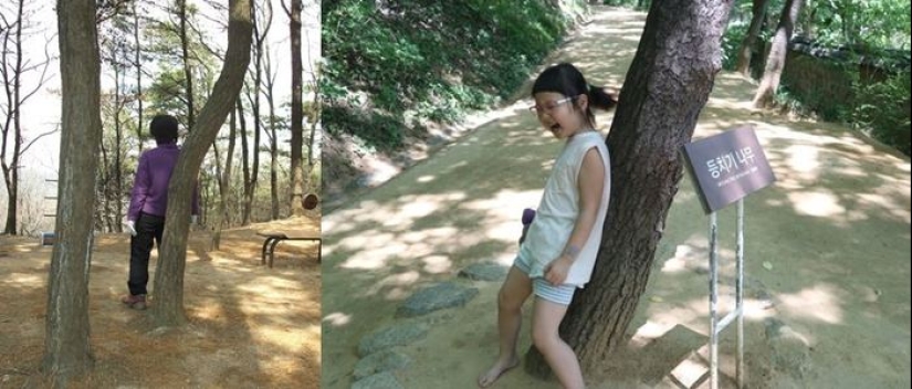 Cómo los Coreanos a cuidar de su salud. Es eficaz, pero un poco raro