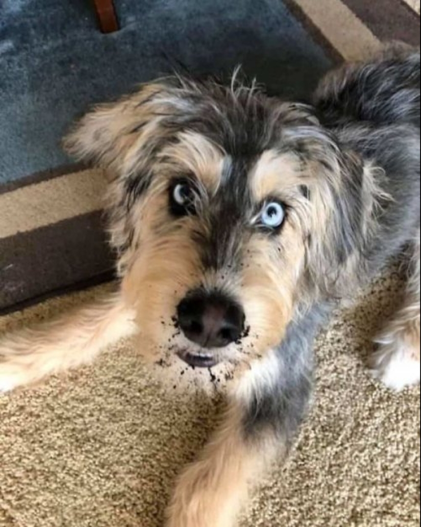 Cómo lucir como un cruce entre un husky y otras razas de perros Cómo lucir como un cruce entre un husky y otras razas de perros