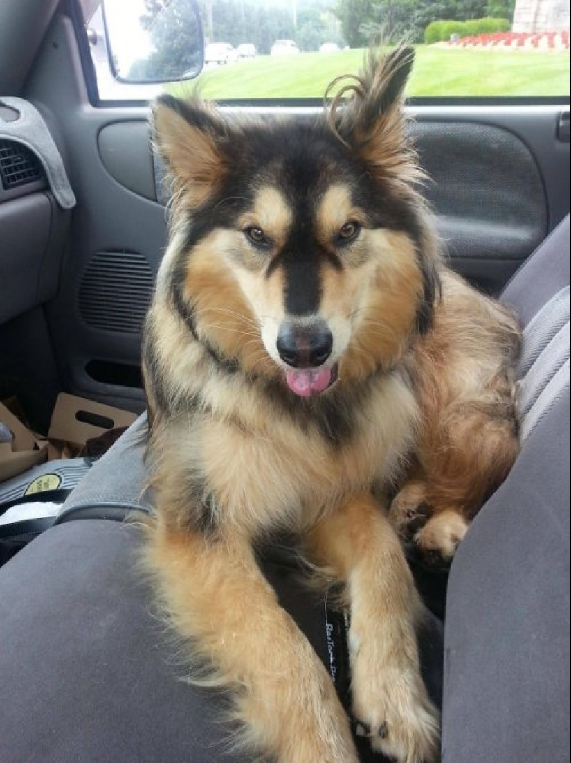 Cómo lucir como un cruce entre un husky y otras razas de perros Cómo lucir como un cruce entre un husky y otras razas de perros