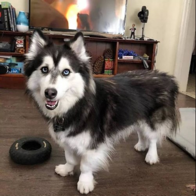 Cómo lucir como un cruce entre un husky y otras razas de perros Cómo lucir como un cruce entre un husky y otras razas de perros