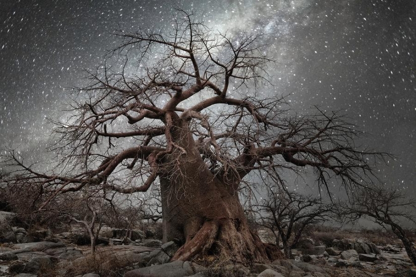 "Diamond Nights" by photographer Beth Moon - old trees under the starry sky "Diamond Nights" by photographer Beth Moon - old trees under the starry sky