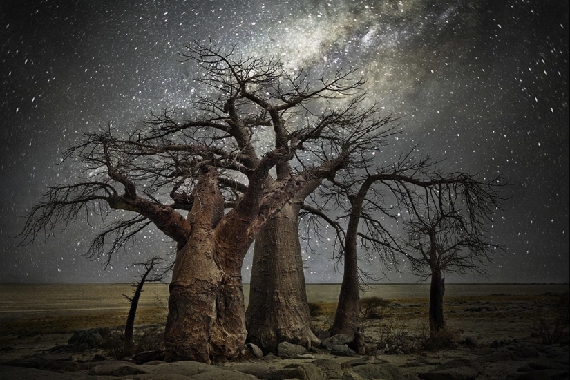 "Diamond Nights" by photographer Beth Moon - old trees under the starry sky "Diamond Nights" by photographer Beth Moon - old trees under the starry sky