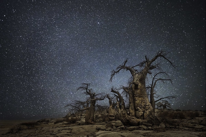 "Diamond Nights" by photographer Beth Moon - old trees under the starry sky "Diamond Nights" by photographer Beth Moon - old trees under the starry sky