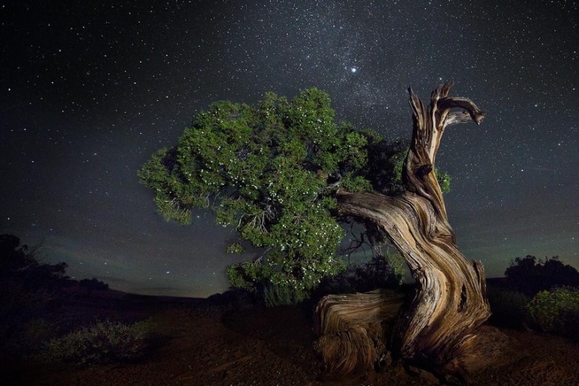 "Diamond Nights" by photographer Beth Moon - old trees under the starry sky "Diamond Nights" by photographer Beth Moon - old trees under the starry sky