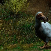 Dodo from bec: 10 extinct animal species that will soon be revived