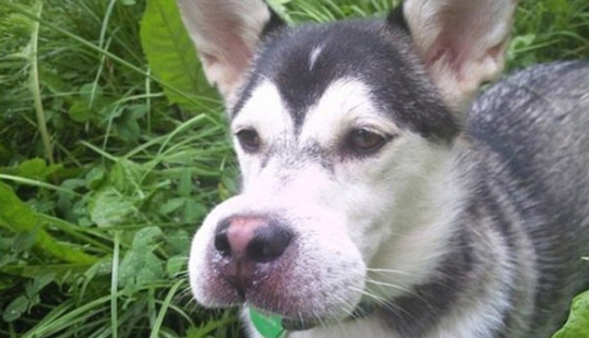 Dogs who ate a bee and are very sorry about it