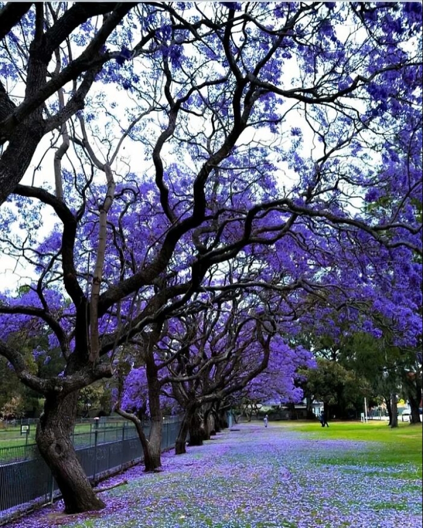 Down Under Wonders: 12 Uniquely Australian Things To Crack You Up